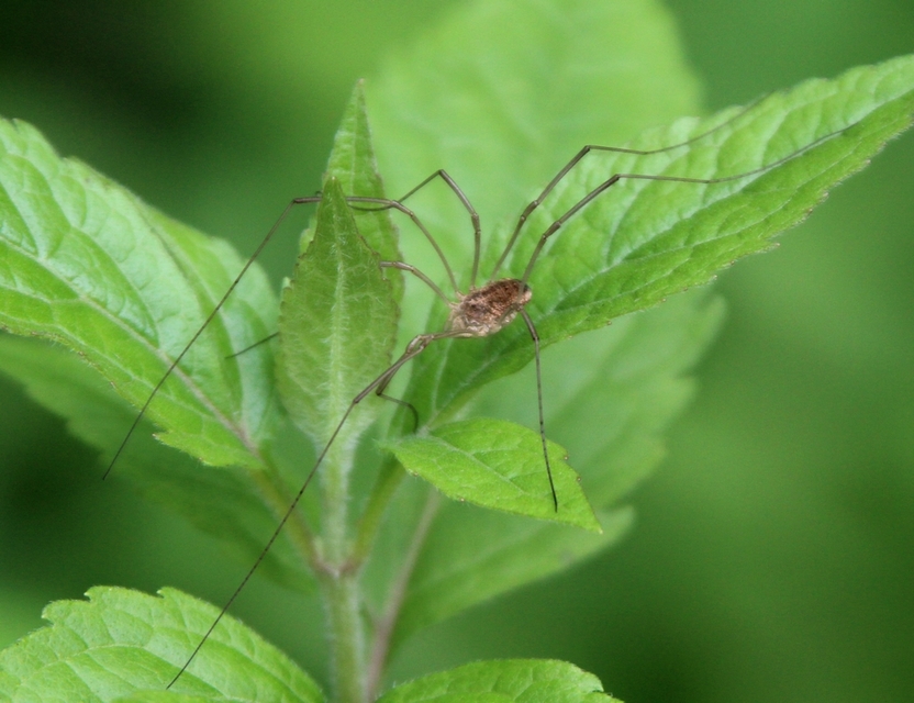Opiliones - Kaszáspókok