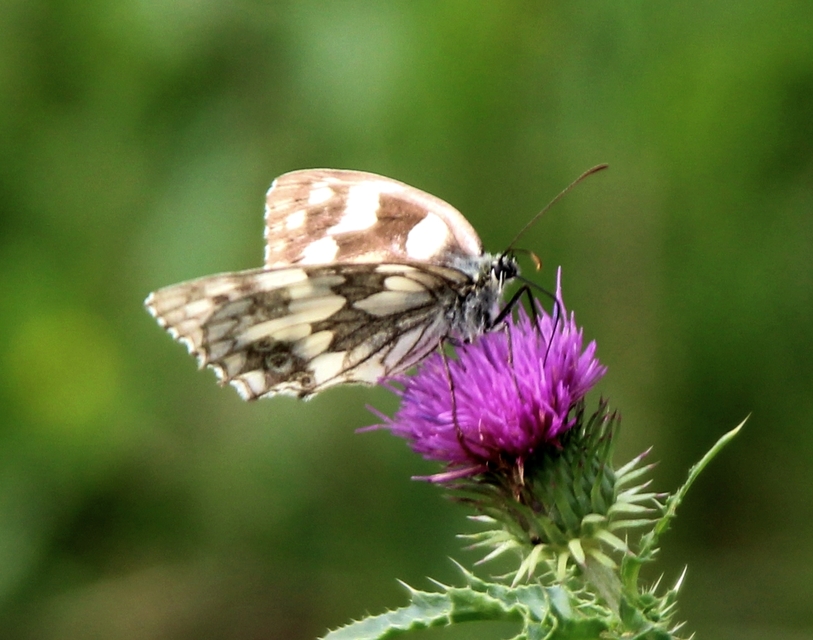 Melanargia galathea - sakktáblalepke