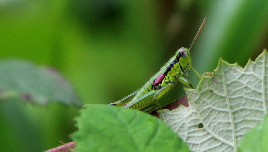 Odontopodisma decipiens - déli hegyisáska