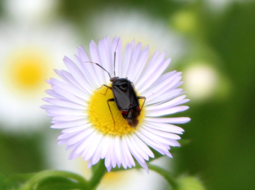 Deraeocoris ruber - vöröses mezeipoloska
