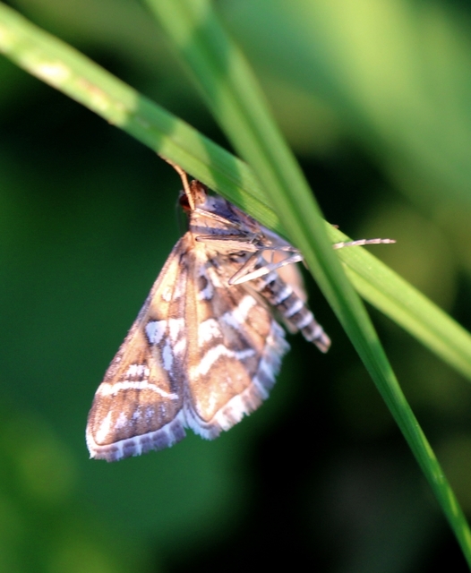 Diasemia reticularis - betűmintás tűzmoly
