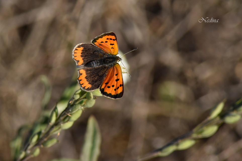 Lycaena phlaeas - közönséges tűzlepke