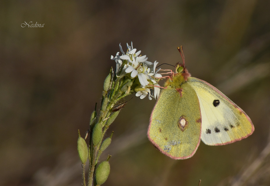Colias