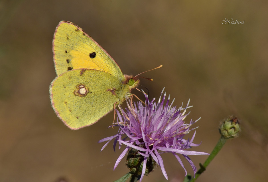 Colias croceus - sáfránylepke