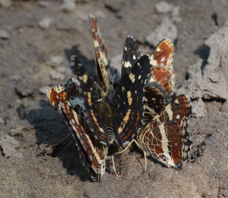 Araschnia levana - pókhálós lepke