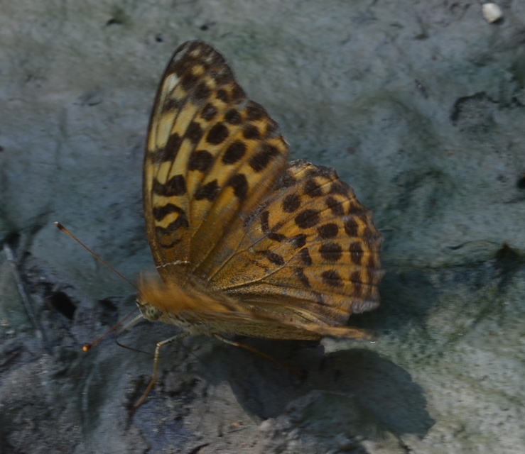 Argynnis paphia - nagy gyöngyházlepke
