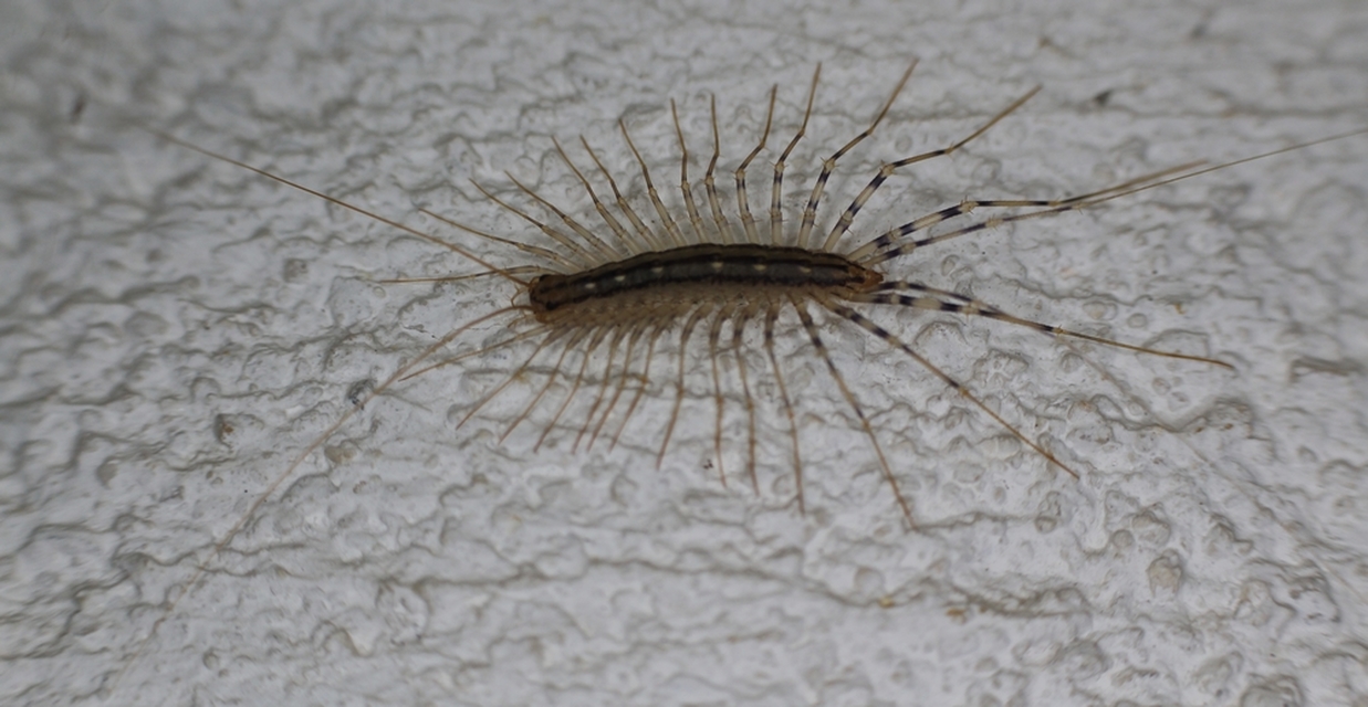 Scutigera coleoptrata - légyölő pókszázlábú