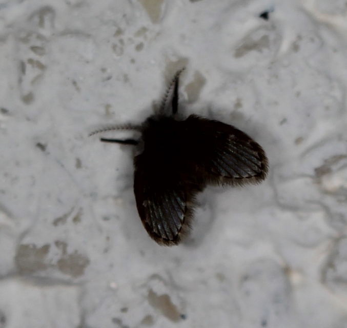 Clogmia albipunctata