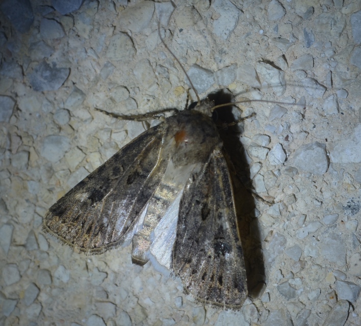 Agrotis bigramma - kétjegyű földibagoly