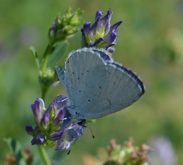Celastrina argiolus - bengeboglárka
