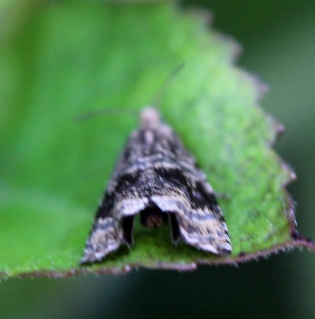 Celypha lacunana - vízparti tükrösmoly
