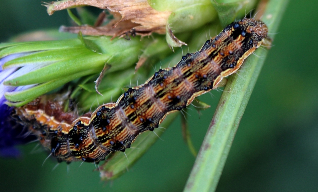 Helicoverpa armigera - kukorica-veteménybagoly