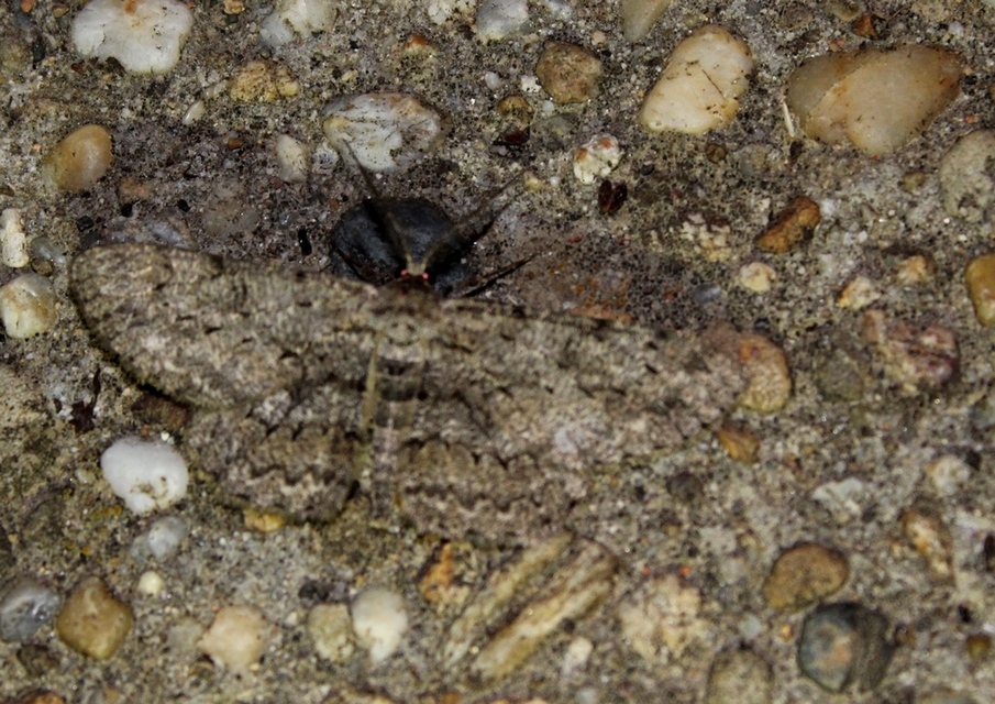 Hypomecis punctinalis - pettyes faaraszoló