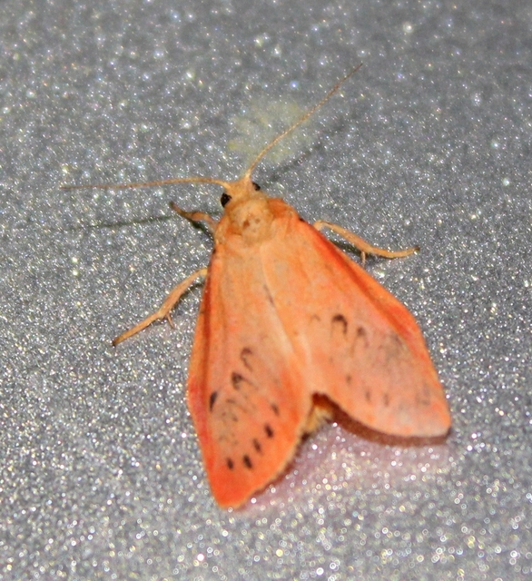 Miltochrista miniata - piros medvelepke