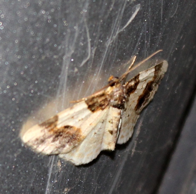 Ligdia adustata - barna levélaraszoló