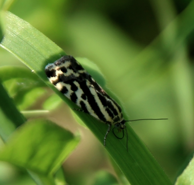 Emmelia trabealis - zebrabagoly