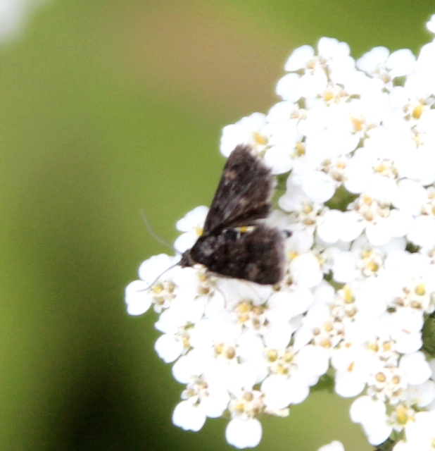 Heliothela wulfeniana - fényes kormosmoly