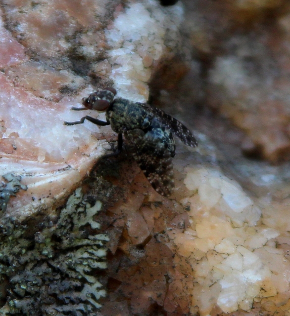 Platystoma