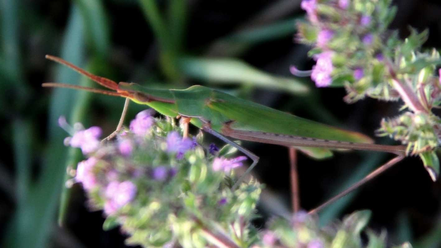 Acrida ungarica - sisakos sáska