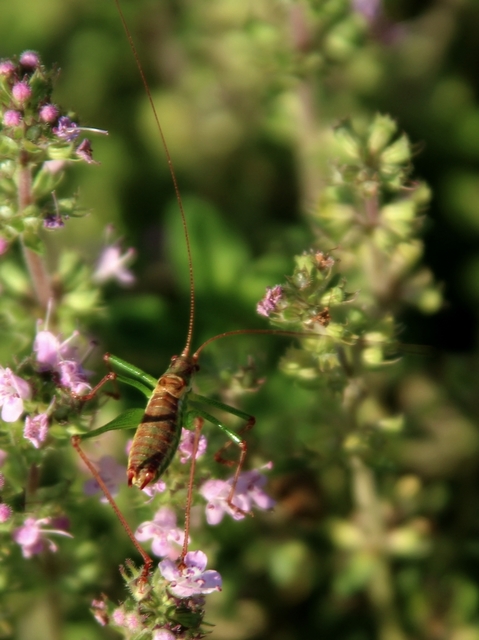 Leptophyes albovittata - közönséges virágszöcske
