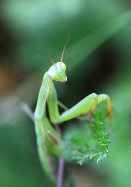 Mantis religiosa - imádkozósáska