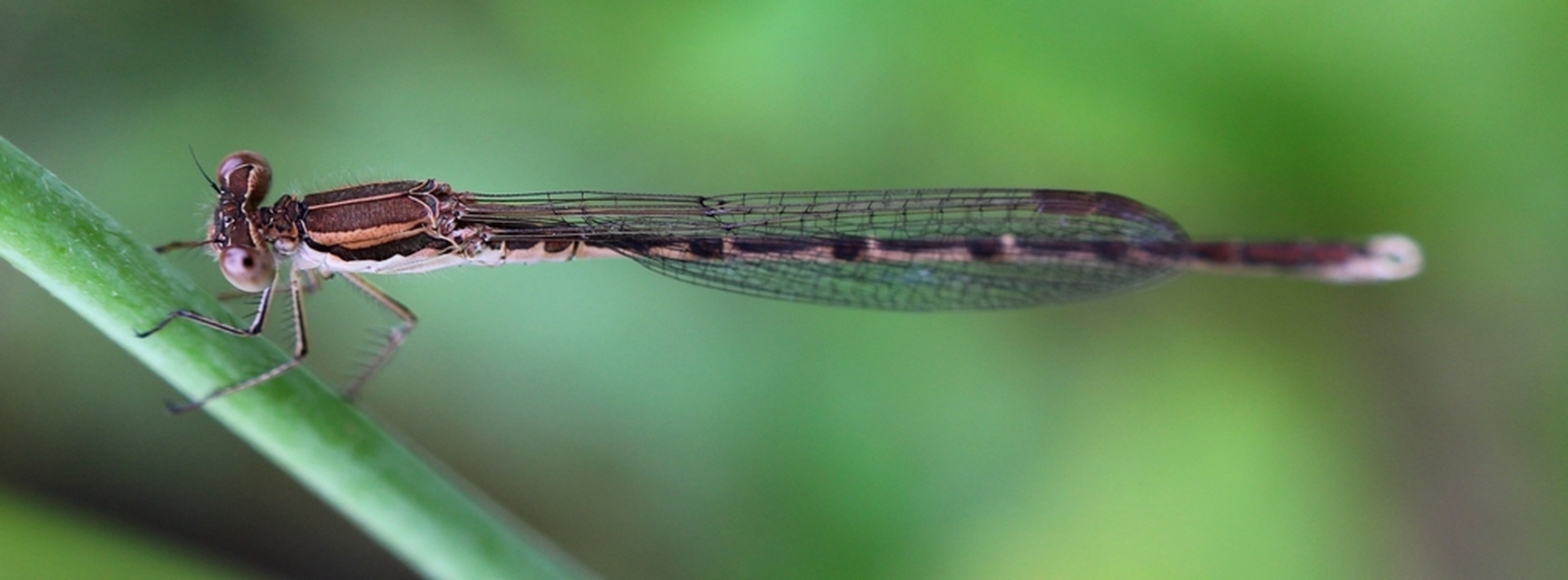 Sympecma fusca - téli rablószitakötő