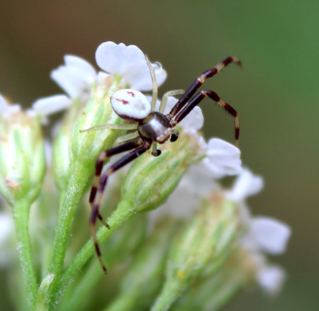 Misumena vatia - viráglakó karolópók