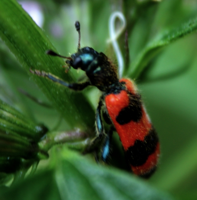 Trichodes apiarius - szalagos méhészbogár