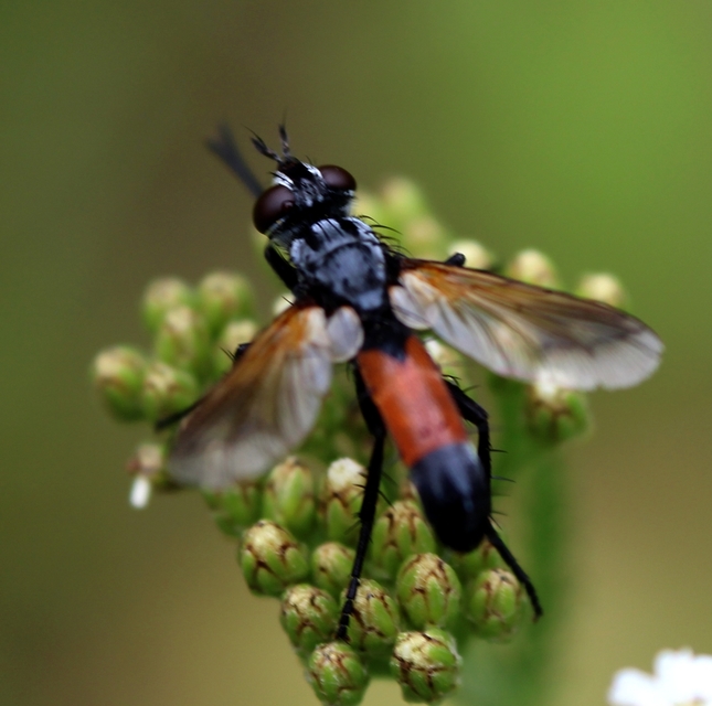 Cylindromyia