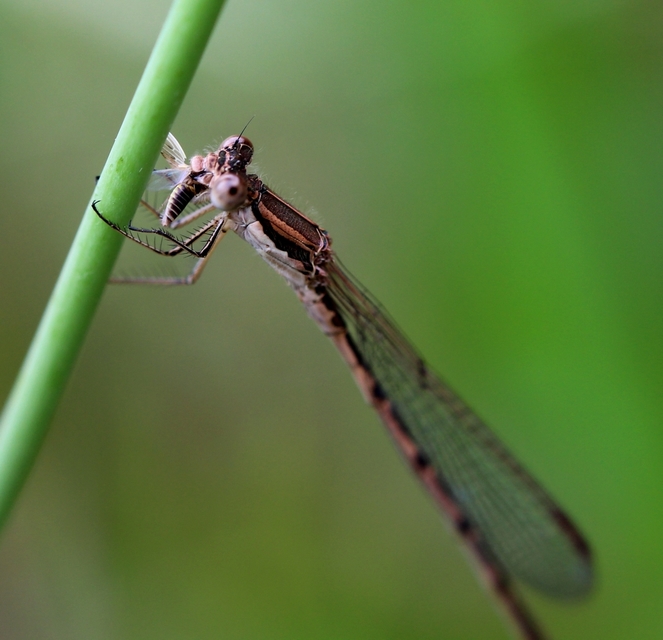 Sympecma fusca - téli rablószitakötő