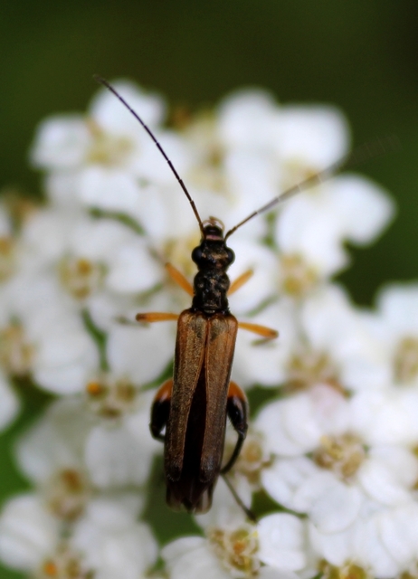Oedemera podagrariae - székfű-álcincér