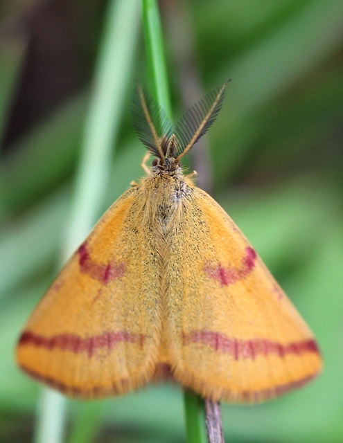 Lythria purpuraria - bíborsávos araszoló