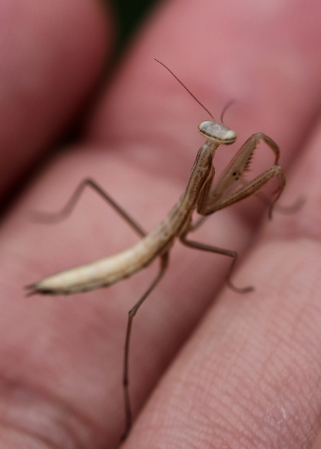 Mantis religiosa - imádkozósáska
