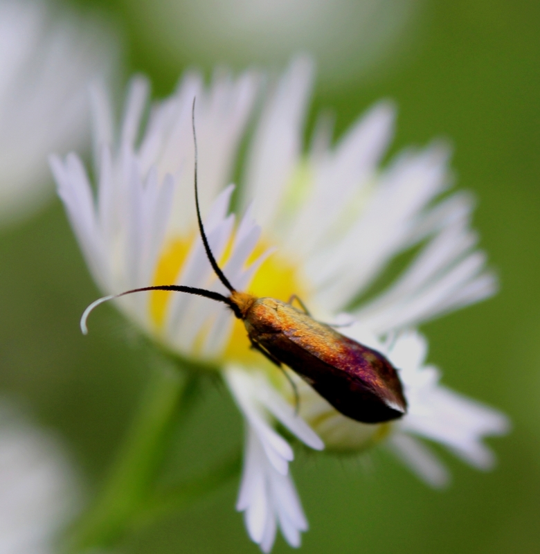 Nemophora cupriacella - rézszínű tőrösmoly