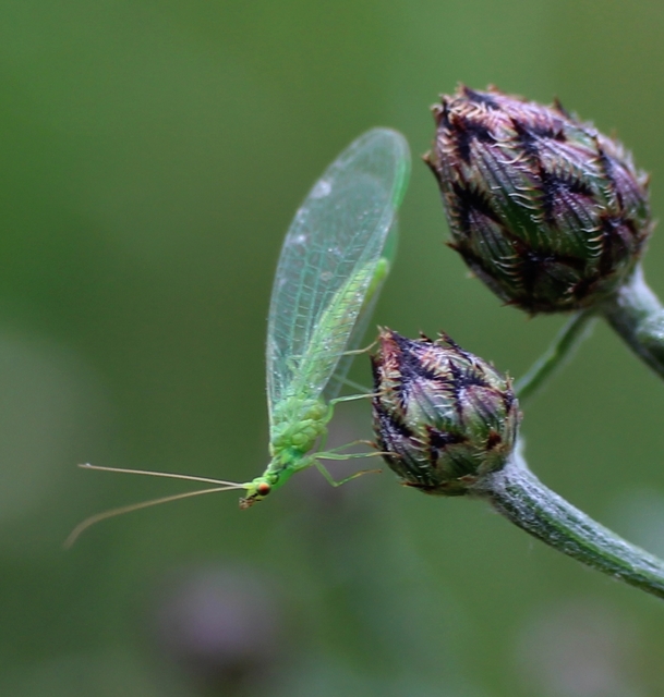 Chrysopidae - zöldfátyolkák