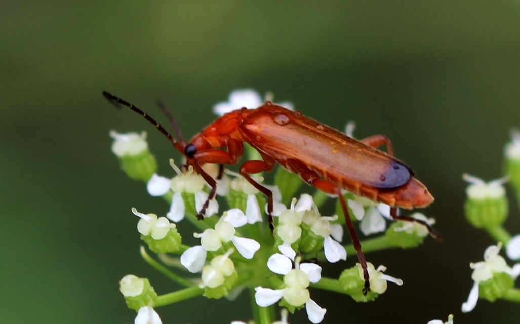 Rhagonycha fulva - feketevégű lágybogár