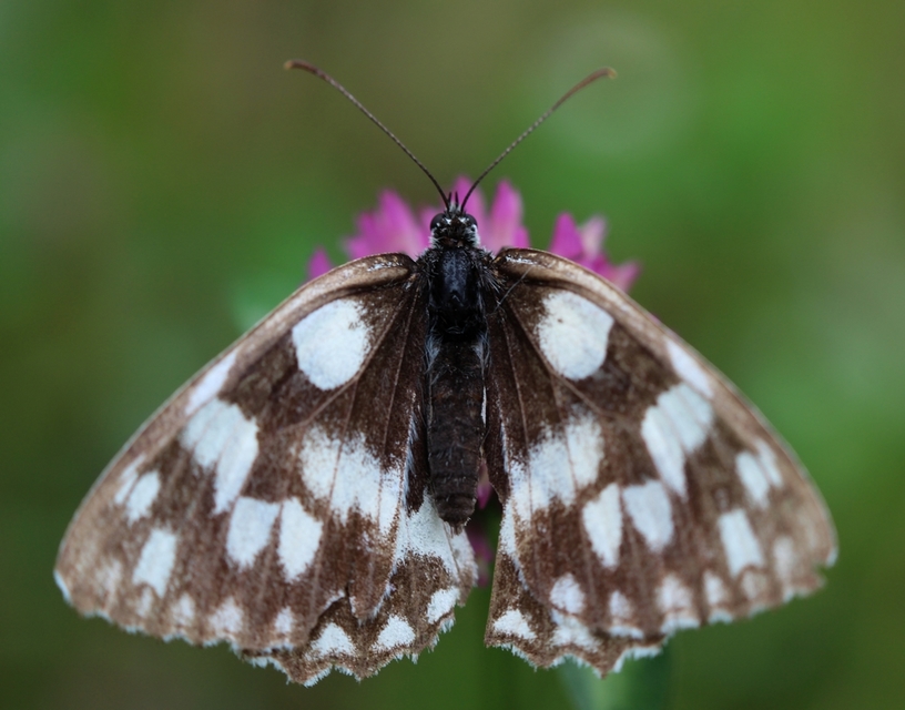 Melanargia galathea - sakktáblalepke