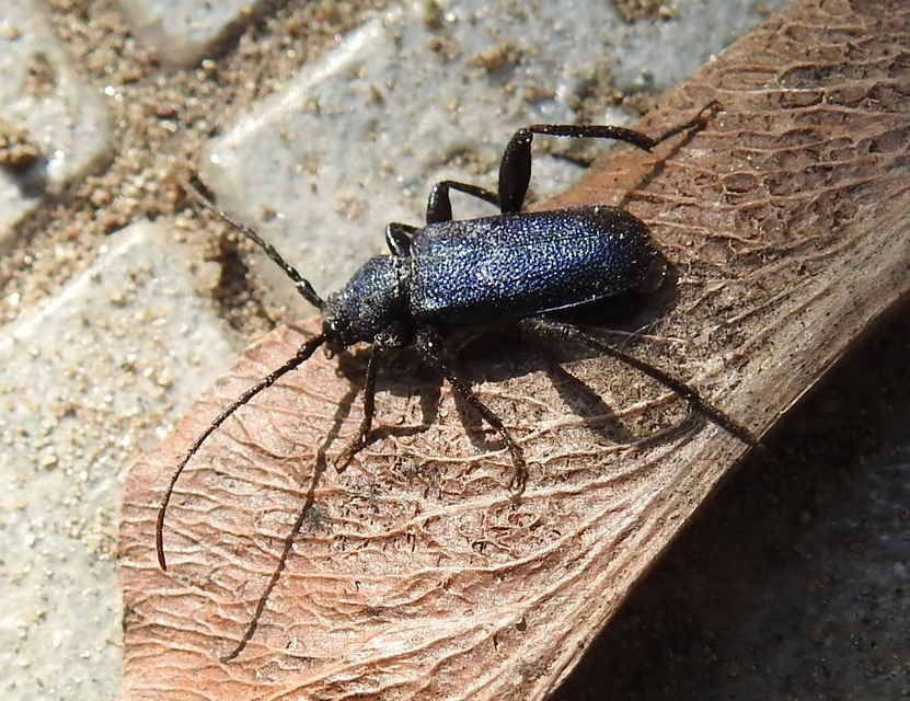 Callidium violaceum - kék korongcincér