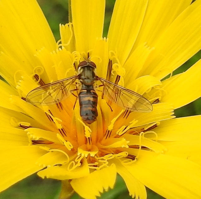 Episyrphus balteatus - ékfoltos zengőlégy