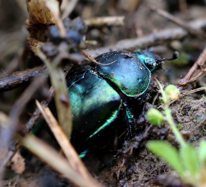 Trypocopris vernalis - tavaszi álganéjtúró