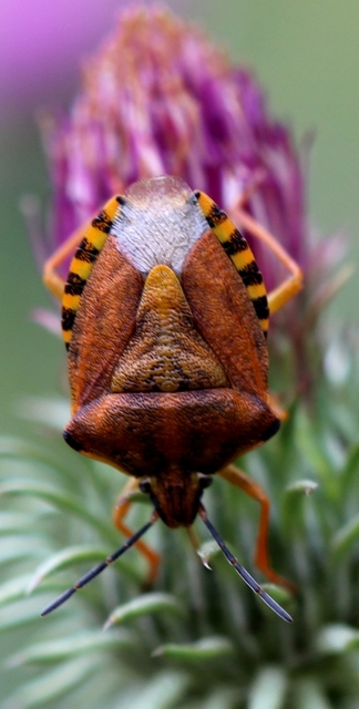 Carpocoris Carpocoris