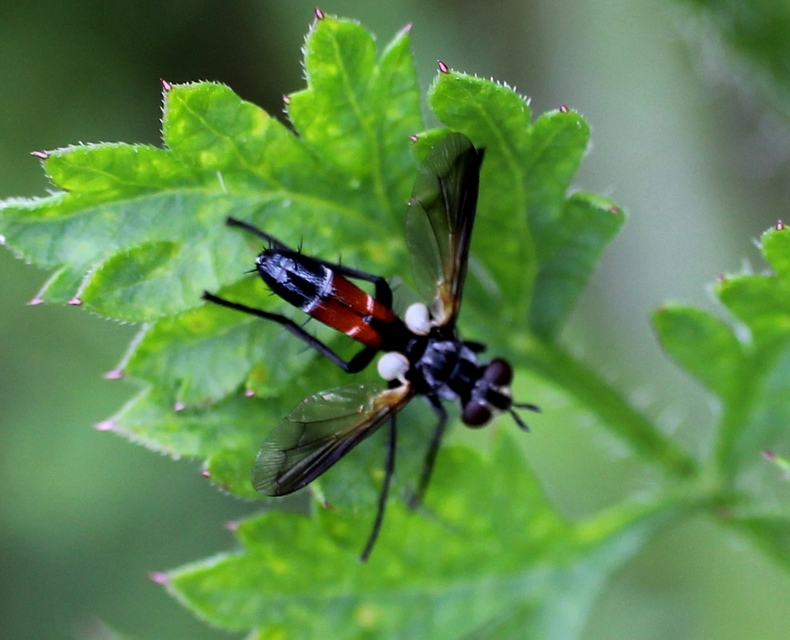 Cylindromyia