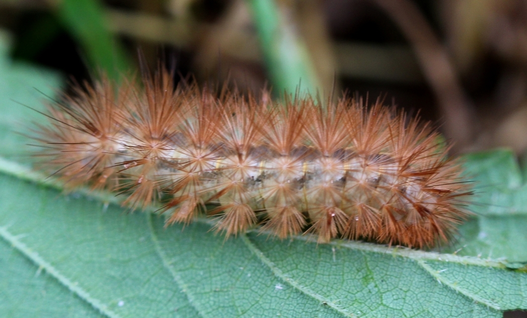 Diaphora mendica - felemás medvelepke