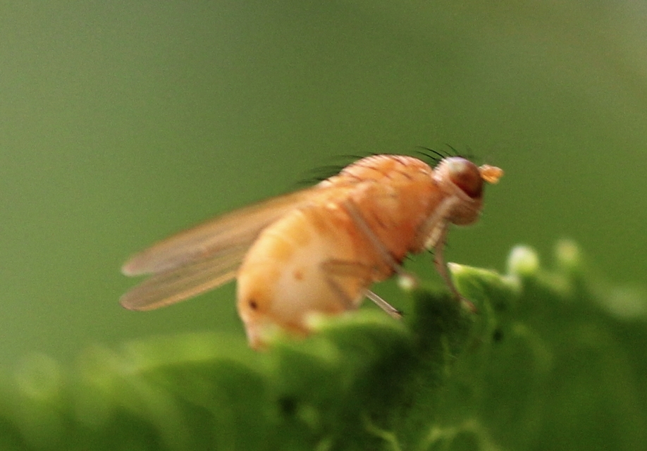 Lauxaniidae - pudvalegyek