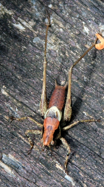 Pholidoptera griseoaptera - szürke avarszöcske