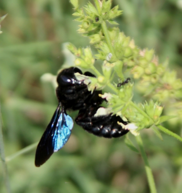Xylocopa