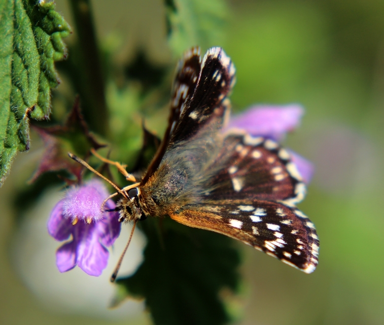 Spialia orbifer - törpe busalepke