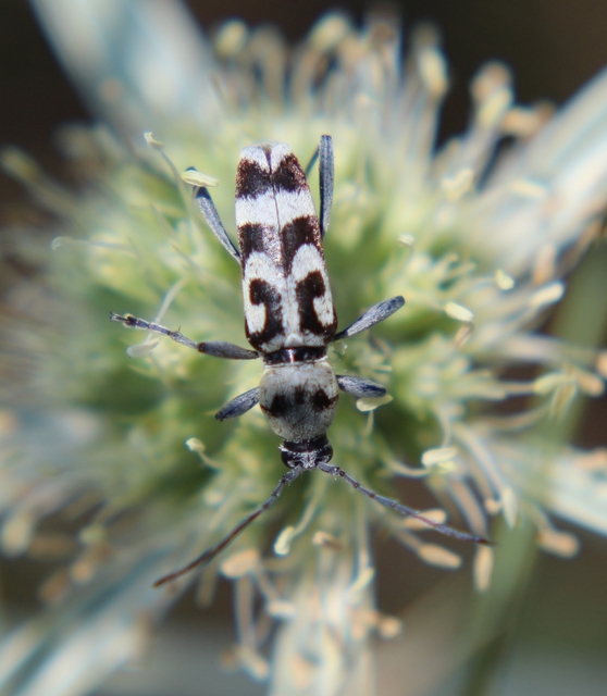 Chlorophorus varius - díszes darázscincér