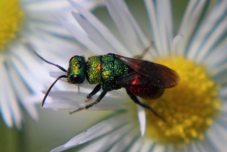 Chrysididae - fémdarazsak