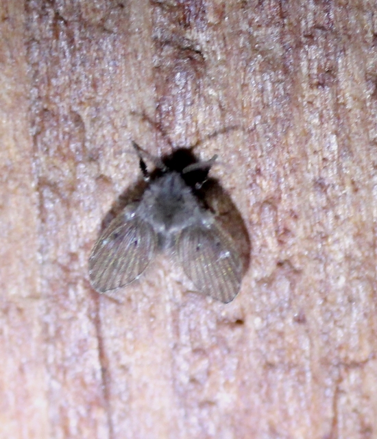 Clogmia albipunctata